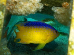 damselfish