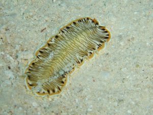 LinedFlatworm