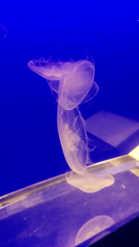 Jelly2